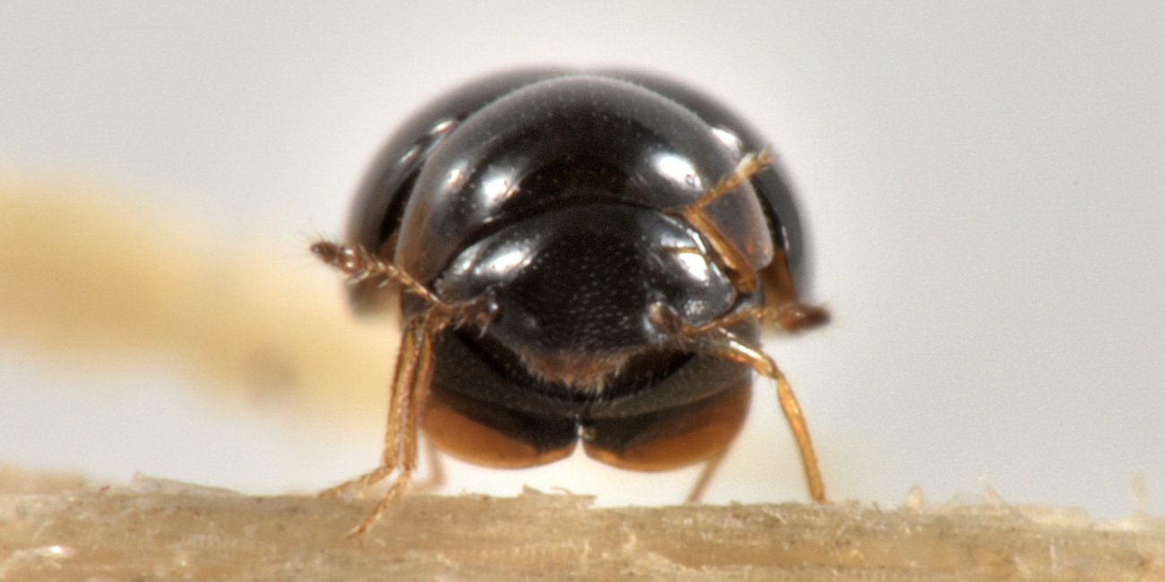 Clambidae: Clambus sp? S.